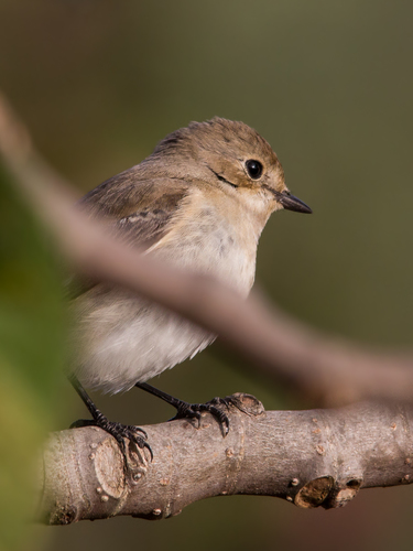 European Pied Flycatcher