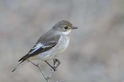 European Pied Flycatcher