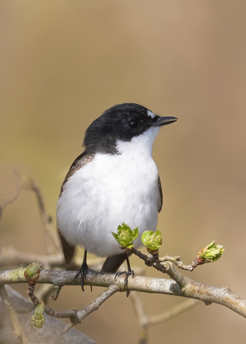 European Pied Flycatcher