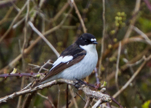 European Pied Flycatcher
