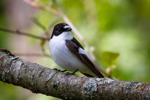 European Pied Flycatcher