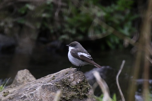 European Pied Flycatcher