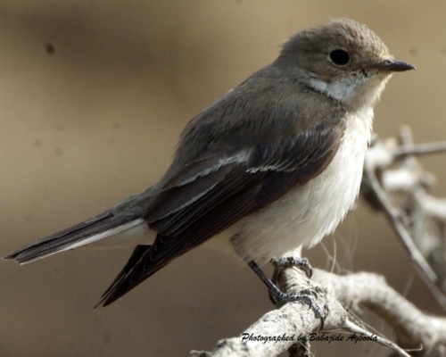 European Pied Flycatcher