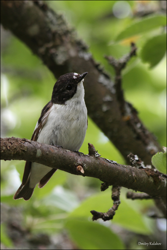 European Pied Flycatcher