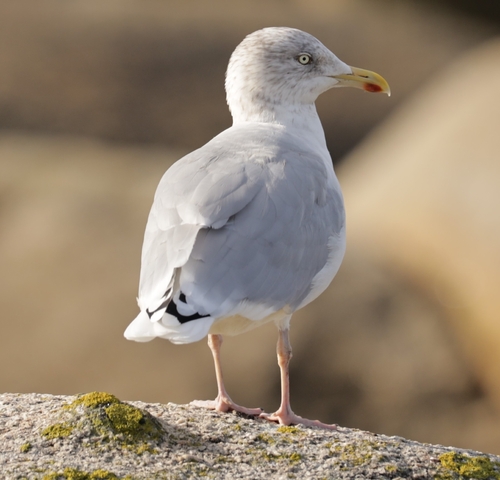 European Herring Gull