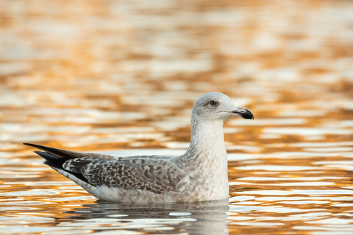 European Herring Gull