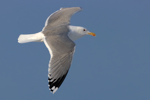 European Herring Gull