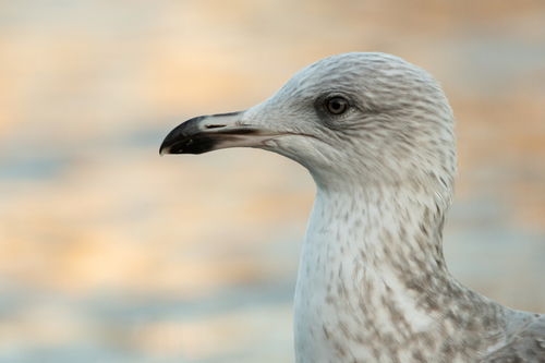 European Herring Gull