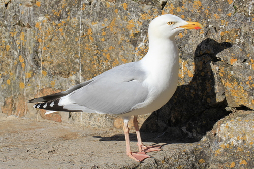 European Herring Gull