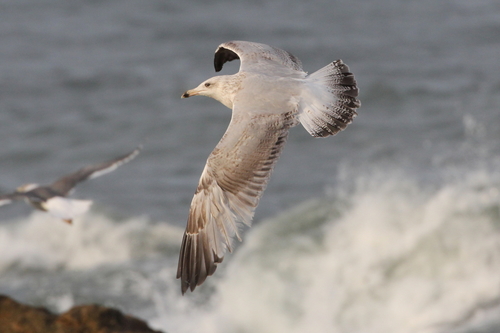 European Herring Gull