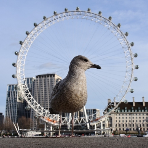 European Herring Gull