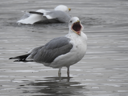 European Herring Gull