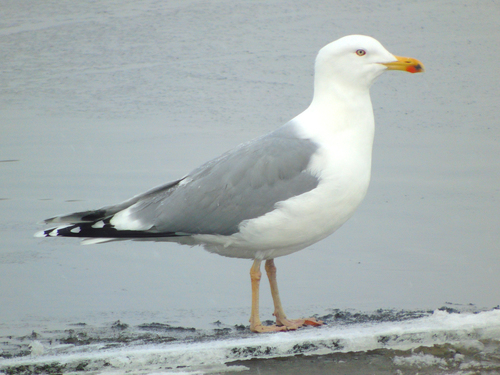 European Herring Gull