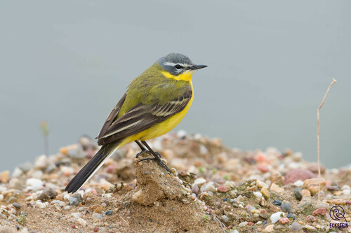 Western Yellow Wagtail