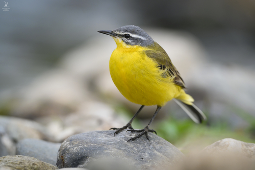 Western Yellow Wagtail
