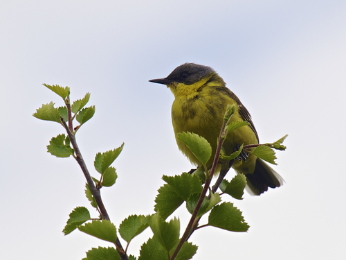 Western Yellow Wagtail