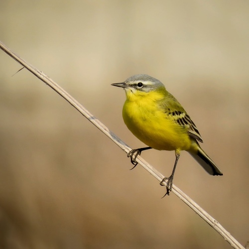 Western Yellow Wagtail