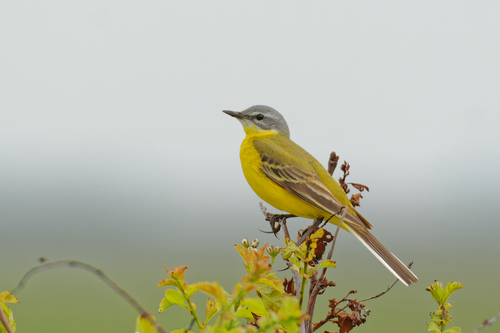 Western Yellow Wagtail