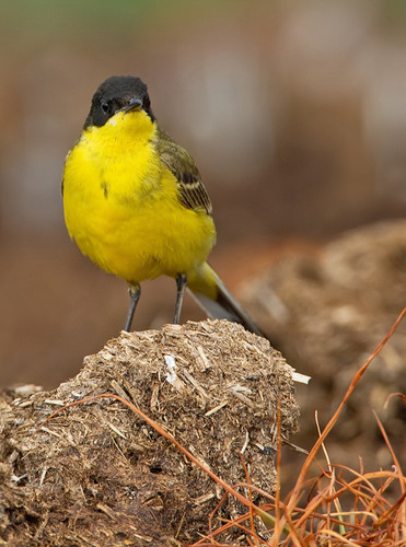 Western Yellow Wagtail