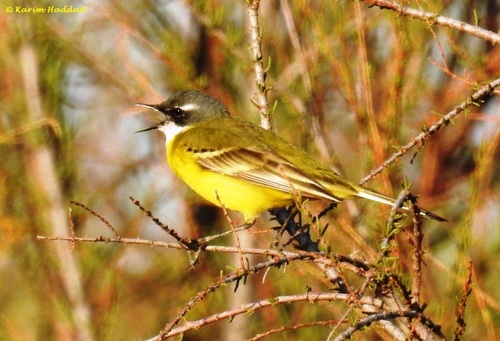 Western Yellow Wagtail