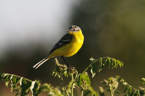 Western Yellow Wagtail