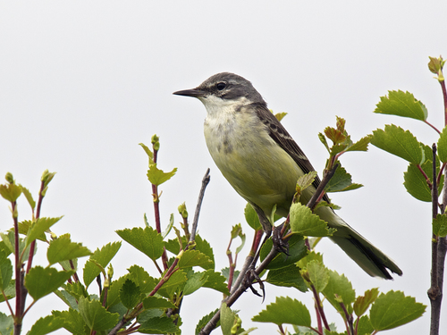Western Yellow Wagtail