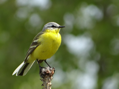 Western Yellow Wagtail