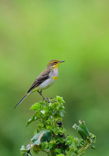 Western Yellow Wagtail