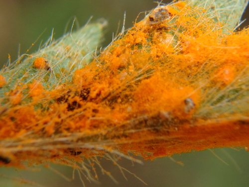 Phragmidium