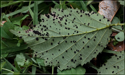 Phragmidium