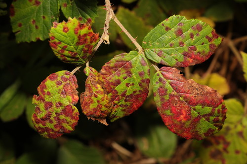 Phragmidium