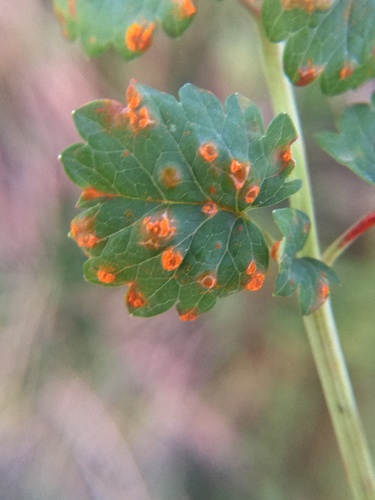 Phragmidium