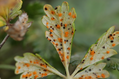 Phragmidium