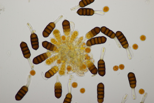 Phragmidium