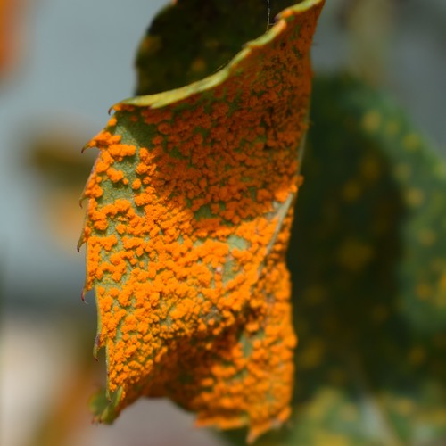 Phragmidium
