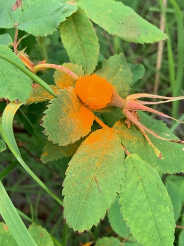 Phragmidium
