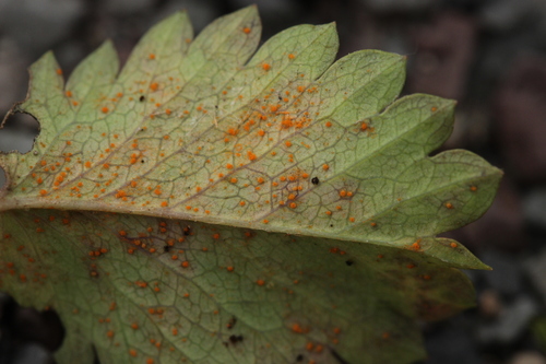 Phragmidium