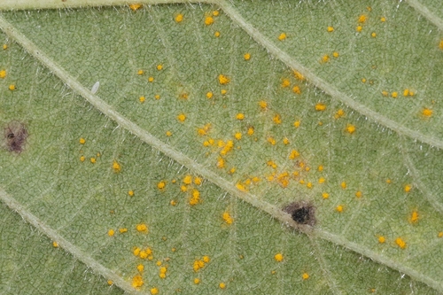 Phragmidium