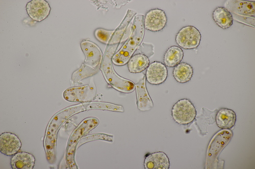 Phragmidium