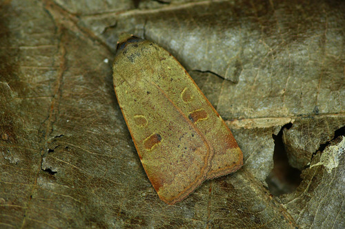 Lesser Yellow Underwing