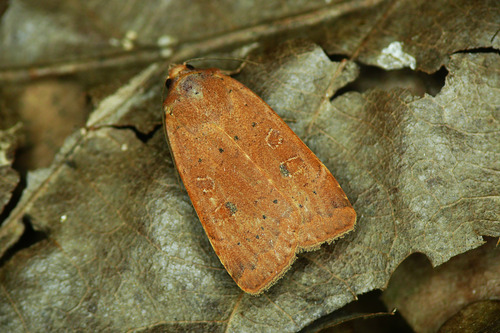 Lesser Yellow Underwing