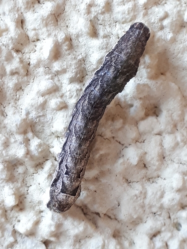 Lesser Yellow Underwing