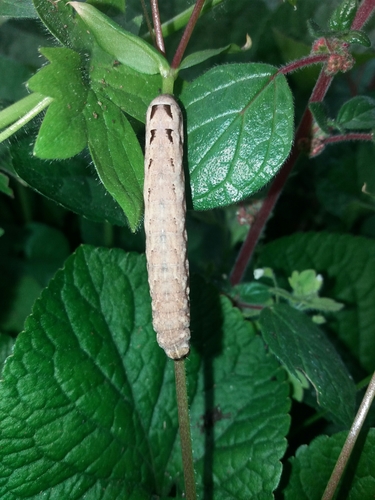 Lesser Yellow Underwing