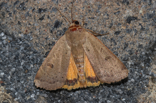 Lesser Yellow Underwing