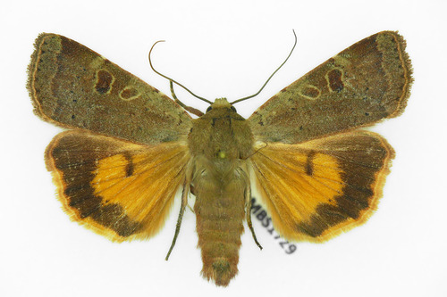 Lesser Yellow Underwing
