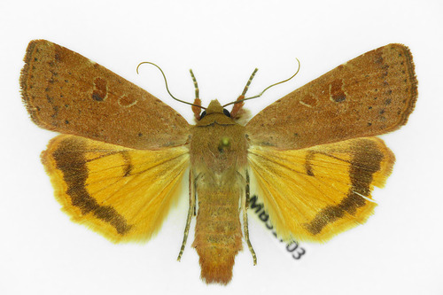 Lesser Yellow Underwing