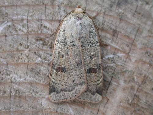 Lesser Yellow Underwing