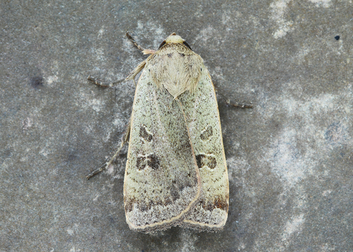 Lesser Yellow Underwing