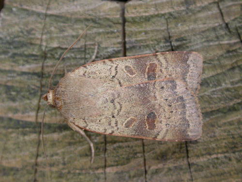 Lesser Yellow Underwing