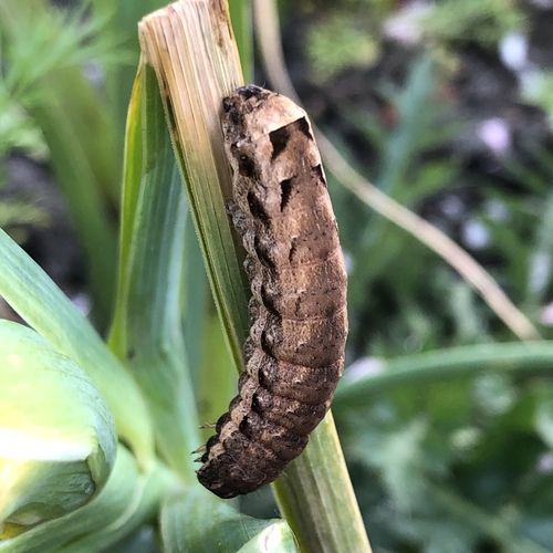 Lesser Yellow Underwing